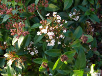 Viburnum tinus.jpg_s.jpg